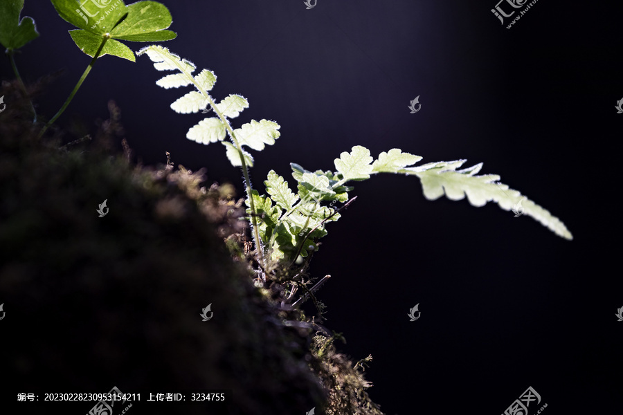 深圳仙湖植物园景观