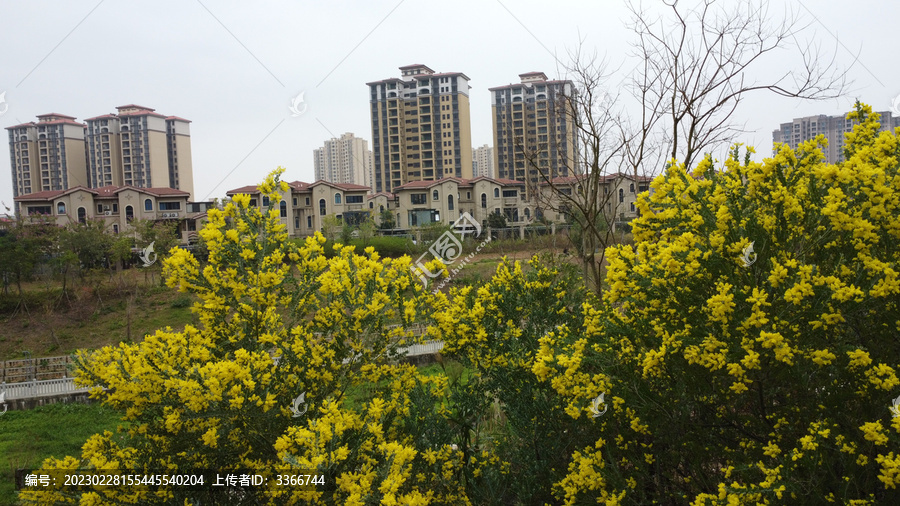 广东东莞银叶金合欢航拍