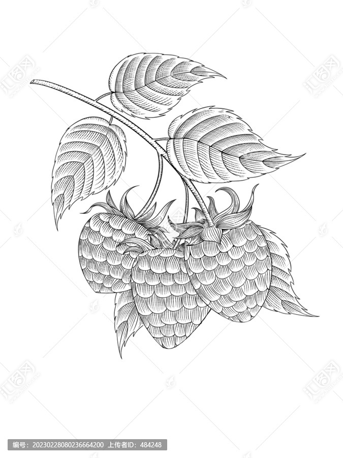 樹莓插畫
