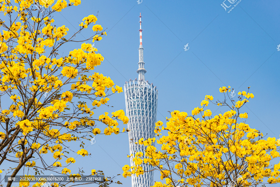 广州塔与黄花风铃木盛开风景