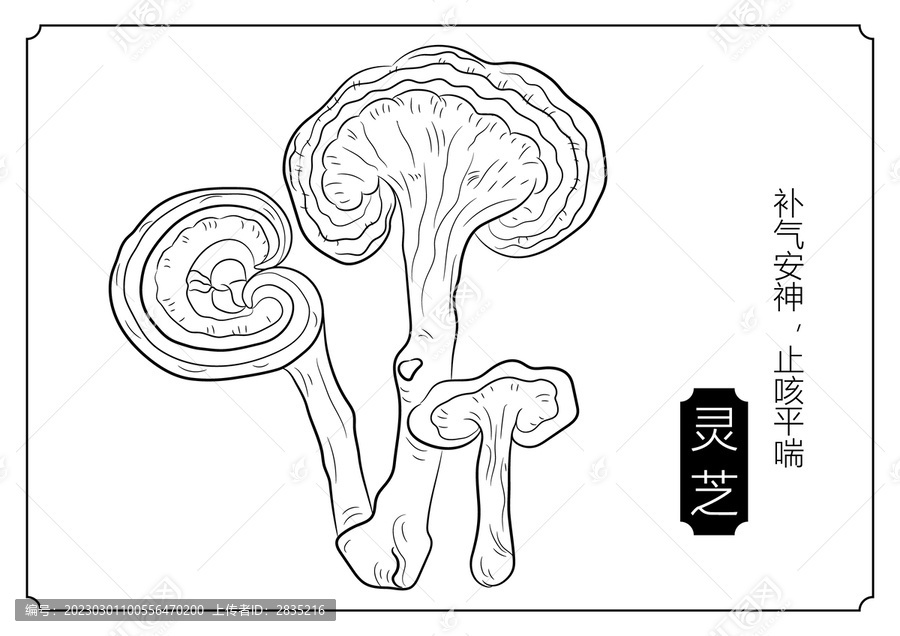 靈芝線稿