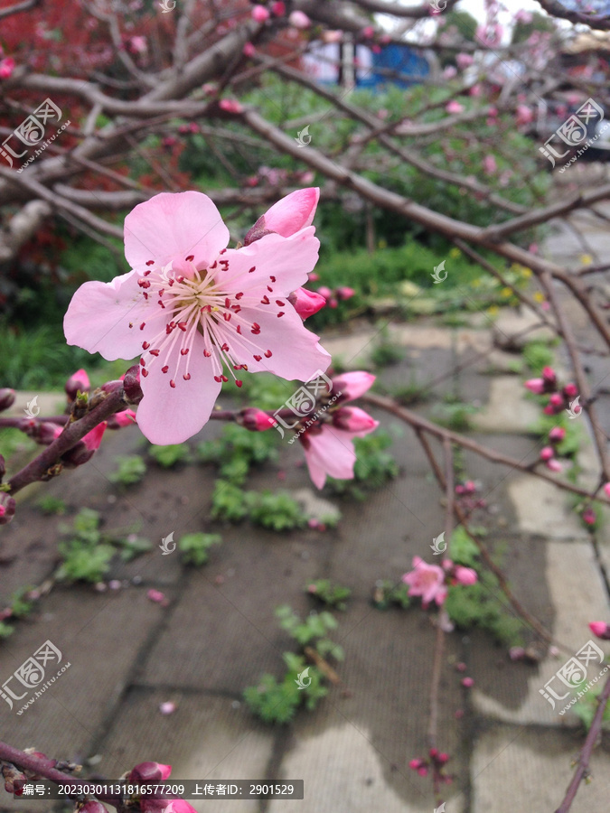 桃花盛开