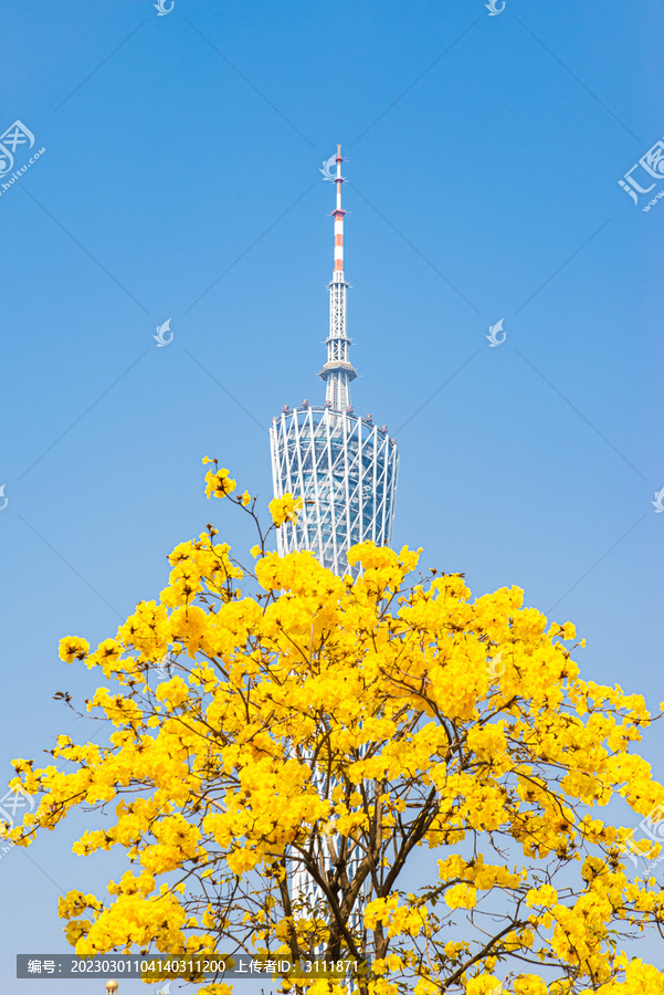 广州电视塔与黄花风铃木风景