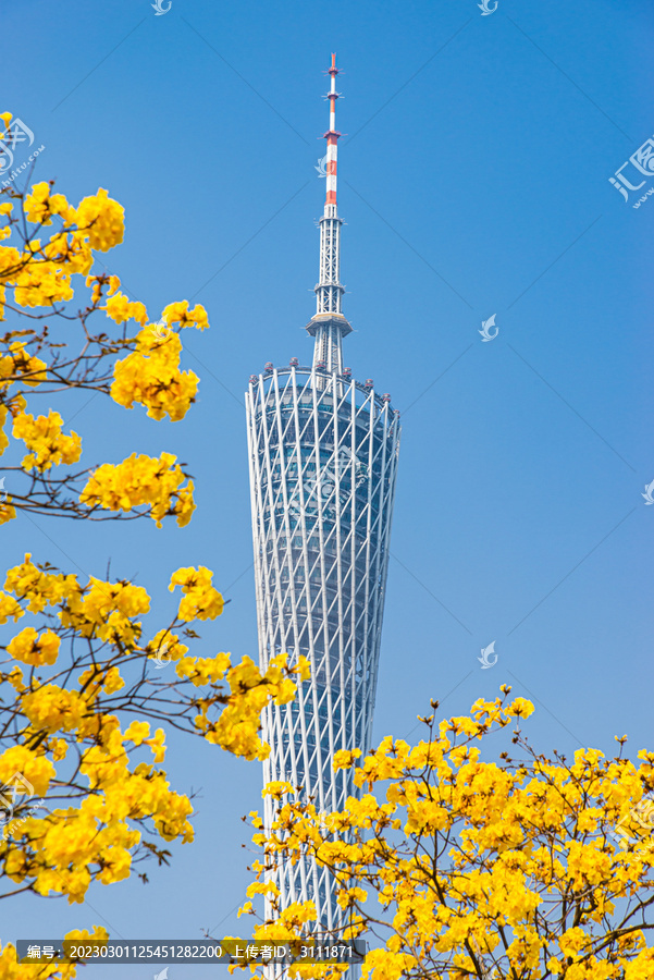 金黄色花海中的广州新电视塔