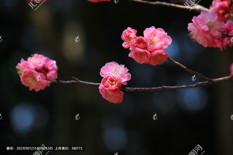 红梅花