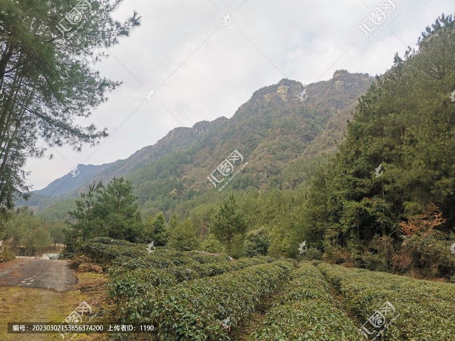 高山茶林