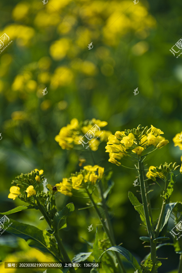 乡间油菜花田