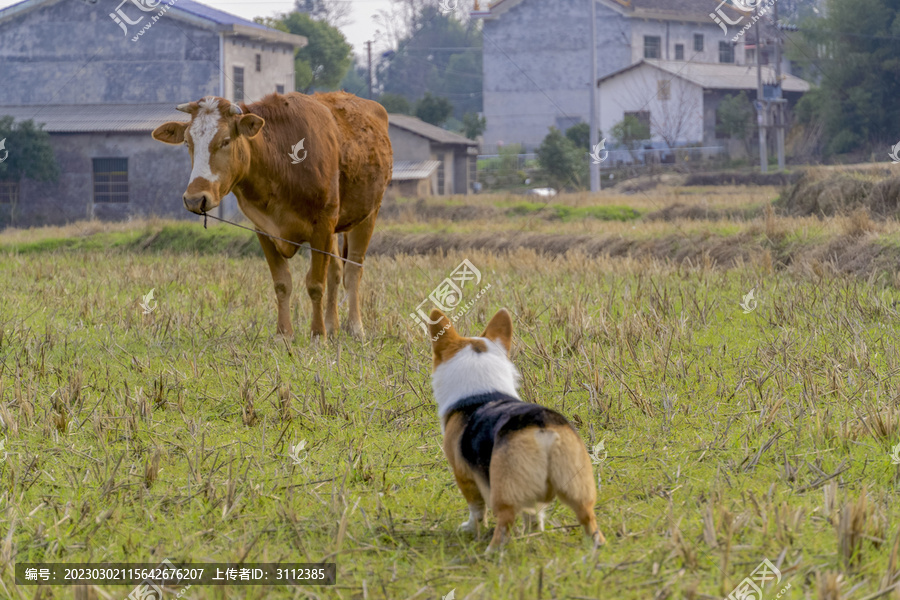 牧牛犬柯基和牛