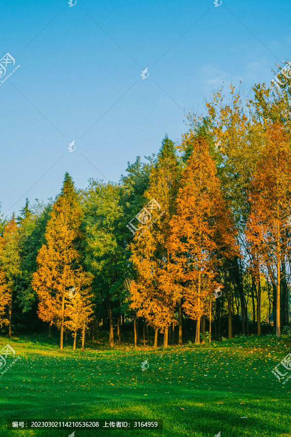 秋天的水杉
