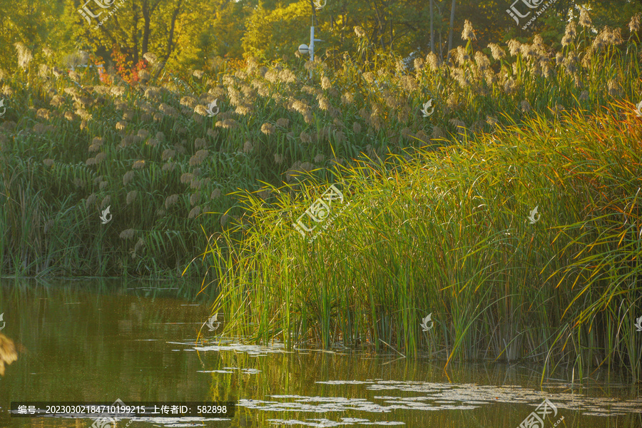 湖边香铺草