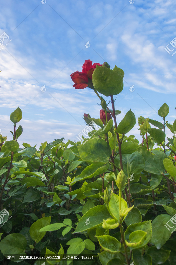 扶桑花与叶