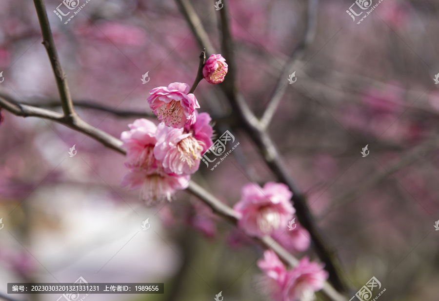 梅花盛开