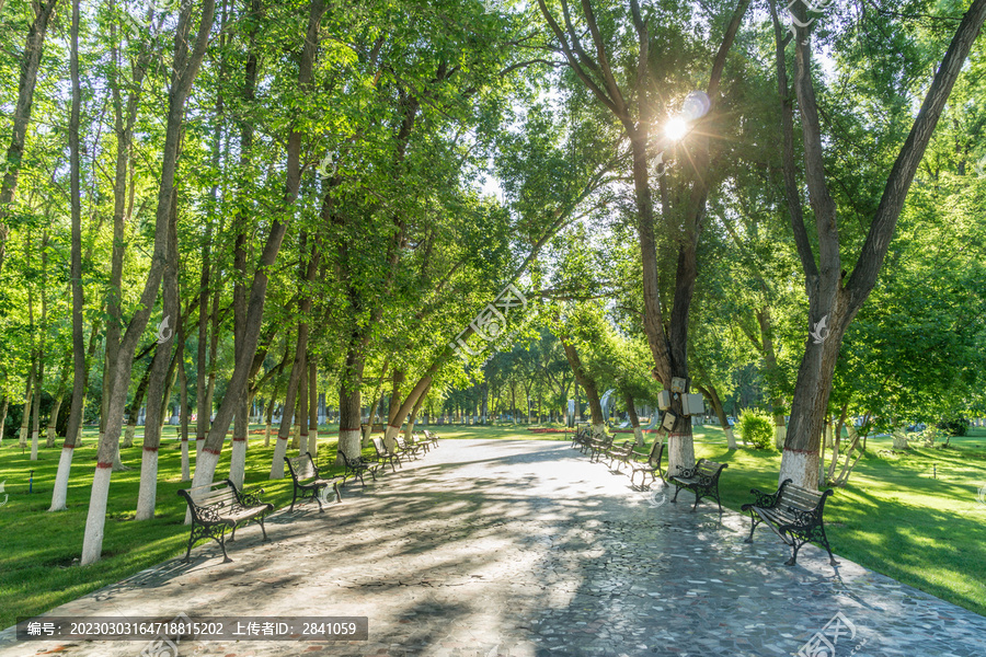 新疆塔城公园的绿地林荫道