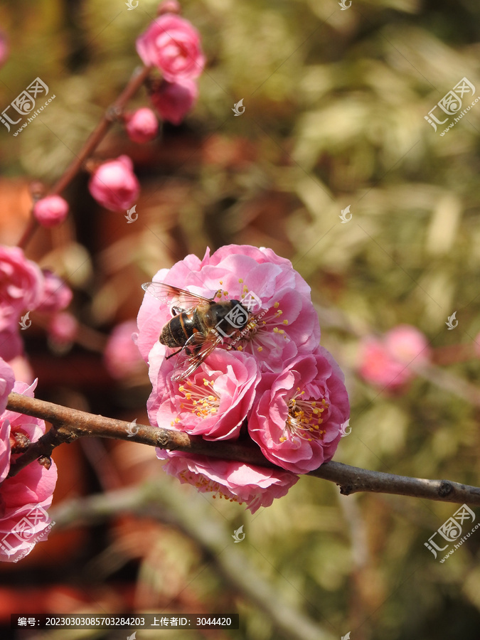 樱花和蜜蜂