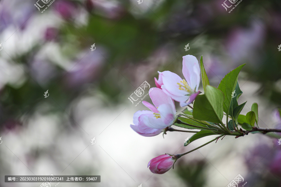 春天的海棠花