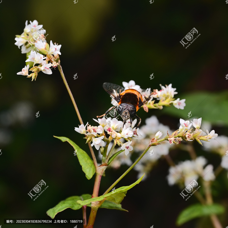 蜜蜂与花