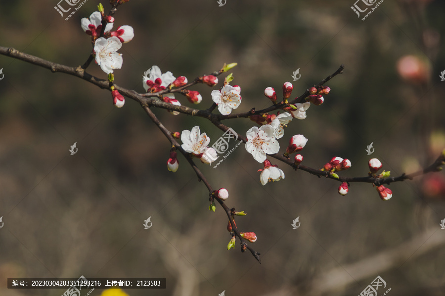 暗色背景下的杏花特写