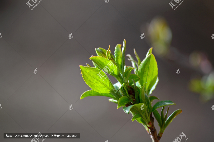 绿芽