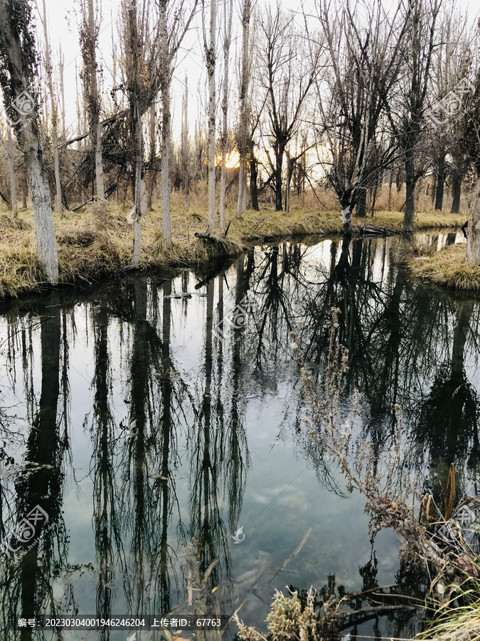 河水树影