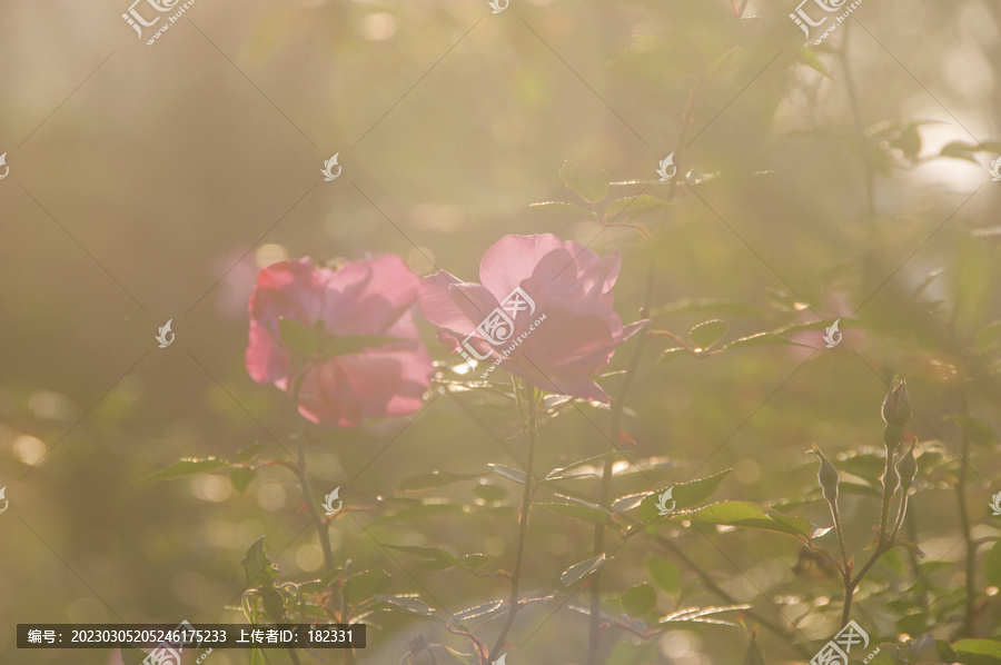 逆光下的月季花