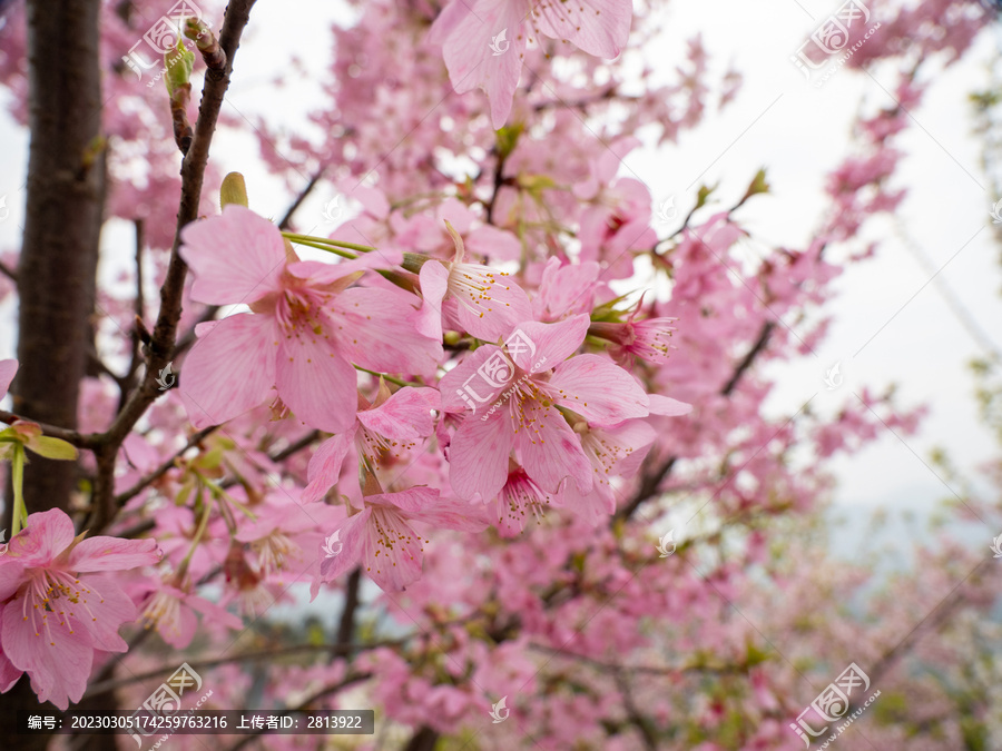 粉红色樱花