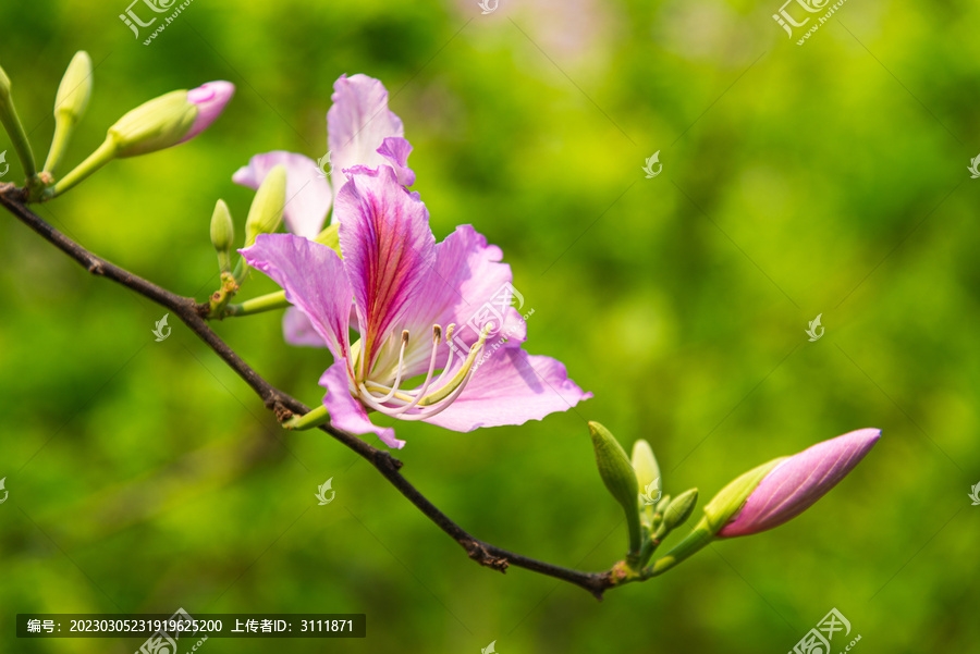 宫粉紫荆花朵
