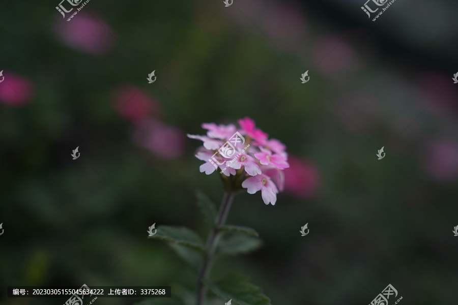 美女樱粉红色花朵