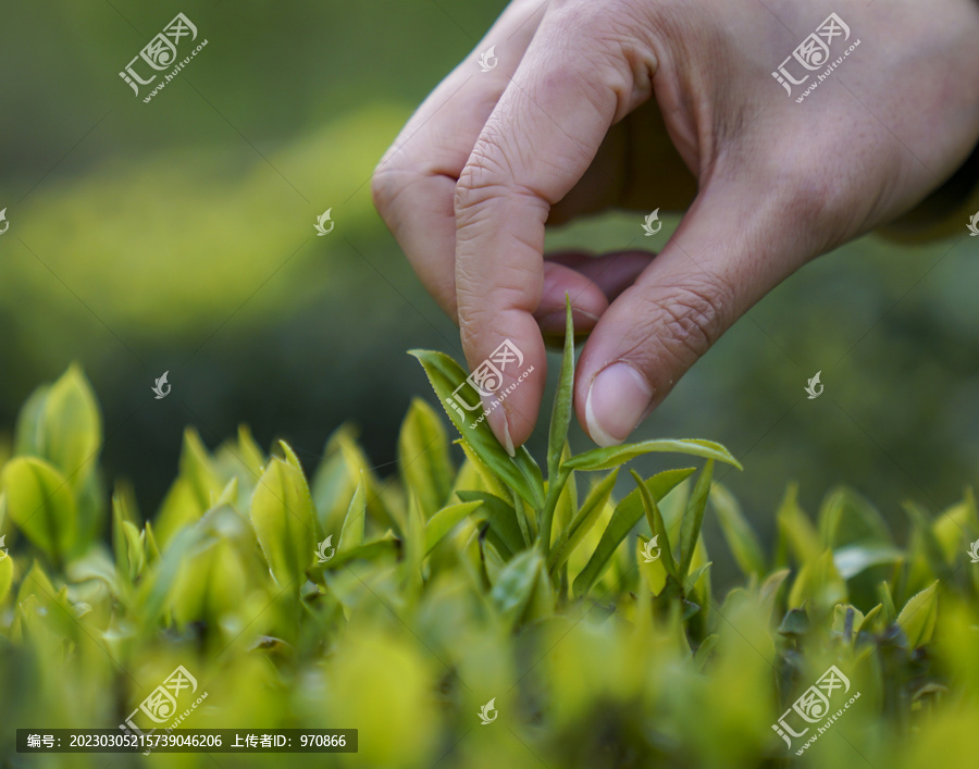 采茶独芽绿茶特写明前茶