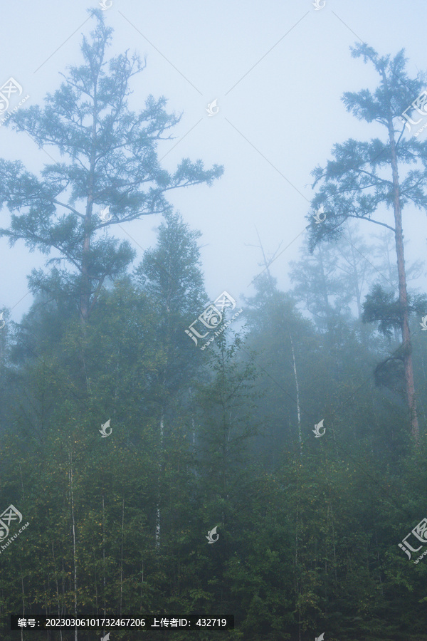 清晨晨雾森林大树