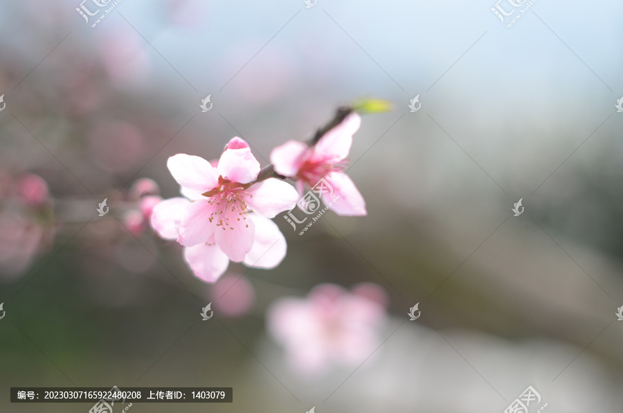 桃花朵朵