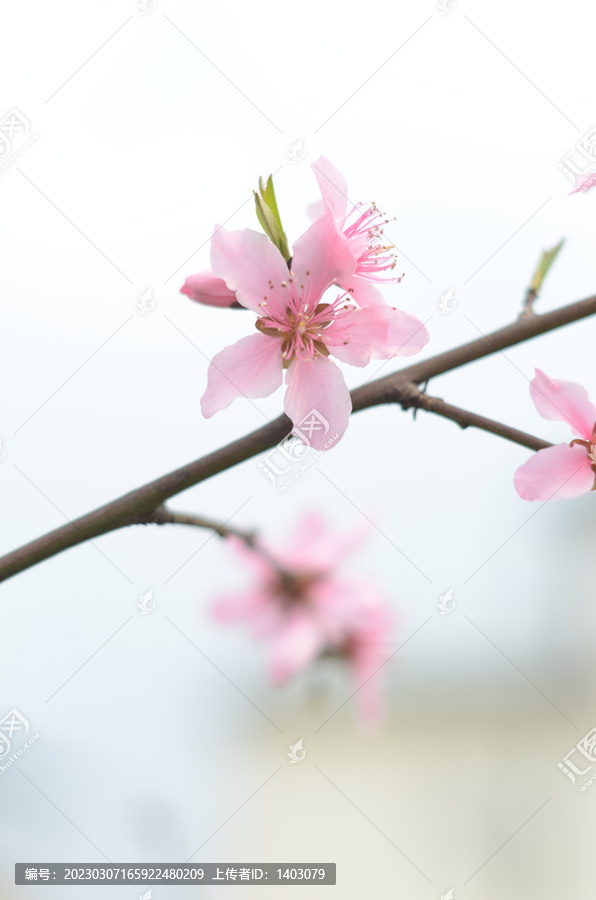 桃花朵朵