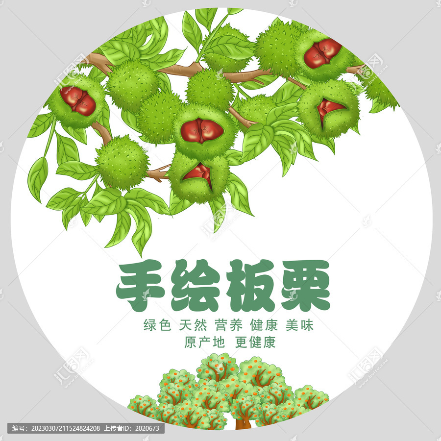 工筆板栗插畫