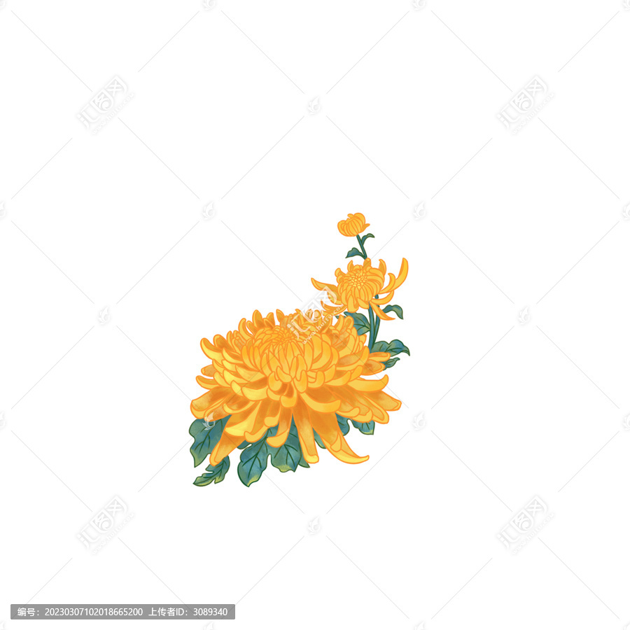 菊花