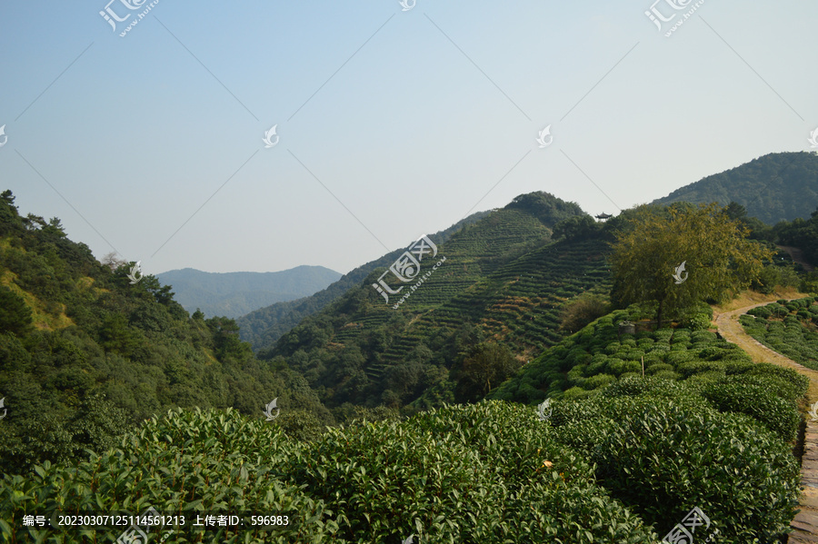 杭州西湖龙井茶园