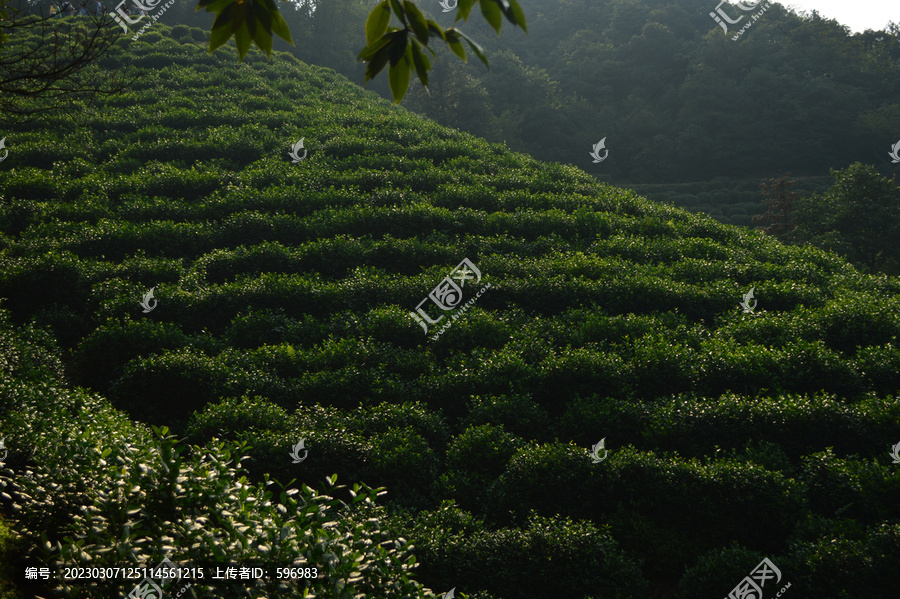 杭州西湖龙井茶园