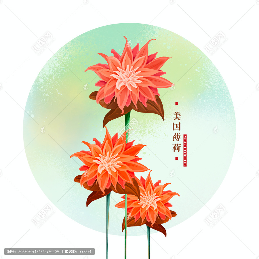 美國薄荷