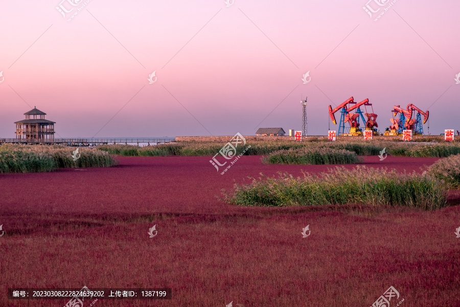 盘锦红海滩石油钻井基地碱蓬草