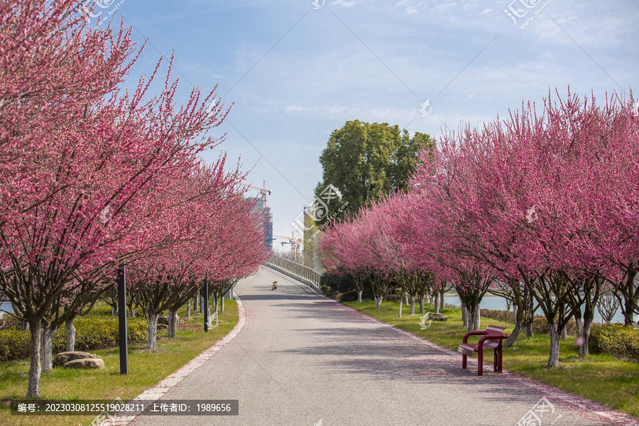 樱花大道