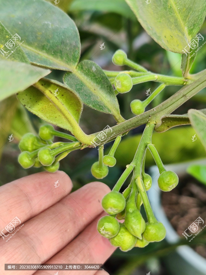 柚子花蕾