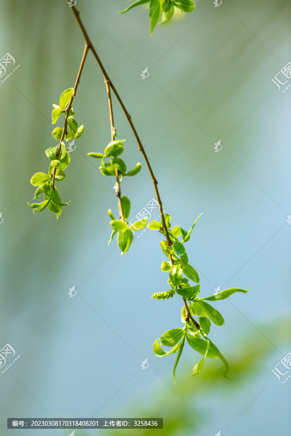 春天的柳树发芽绿色背景植物