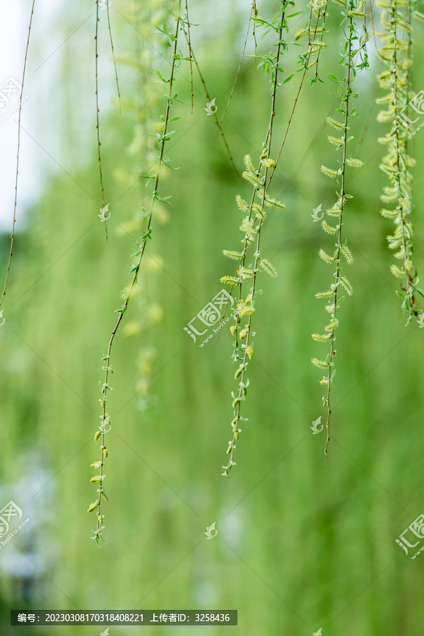 春天柳树枝条发芽绿色植物