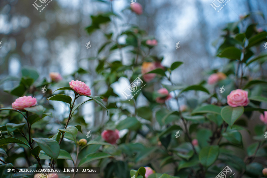 粉红色山茶花背景