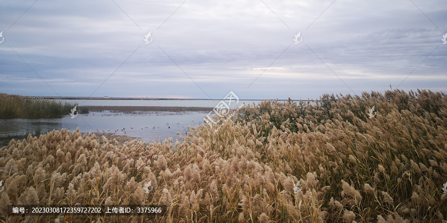 居延海芦苇荡