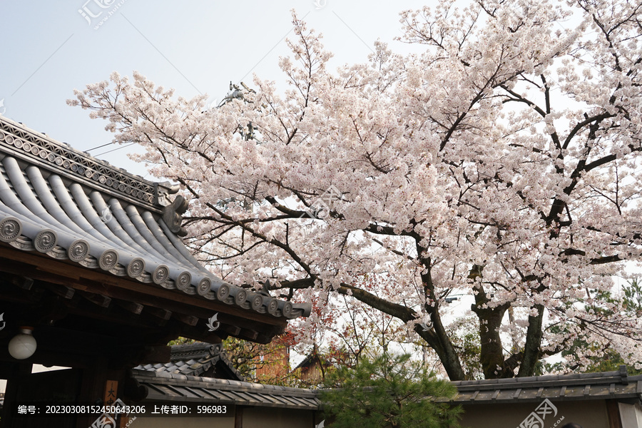 日本京都春季