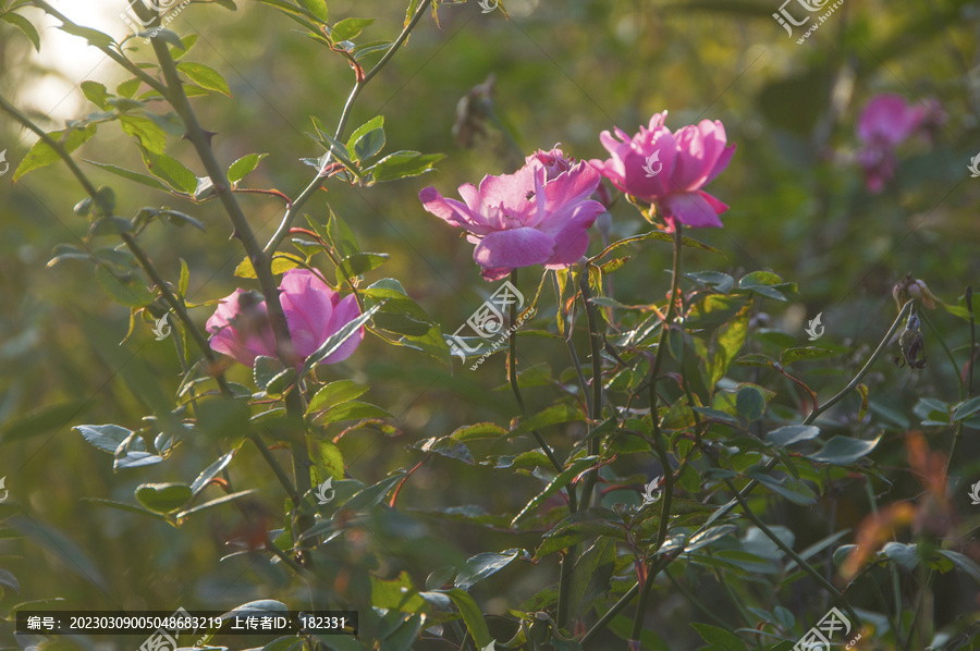 花影月季