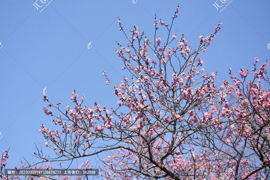 天空与梅花