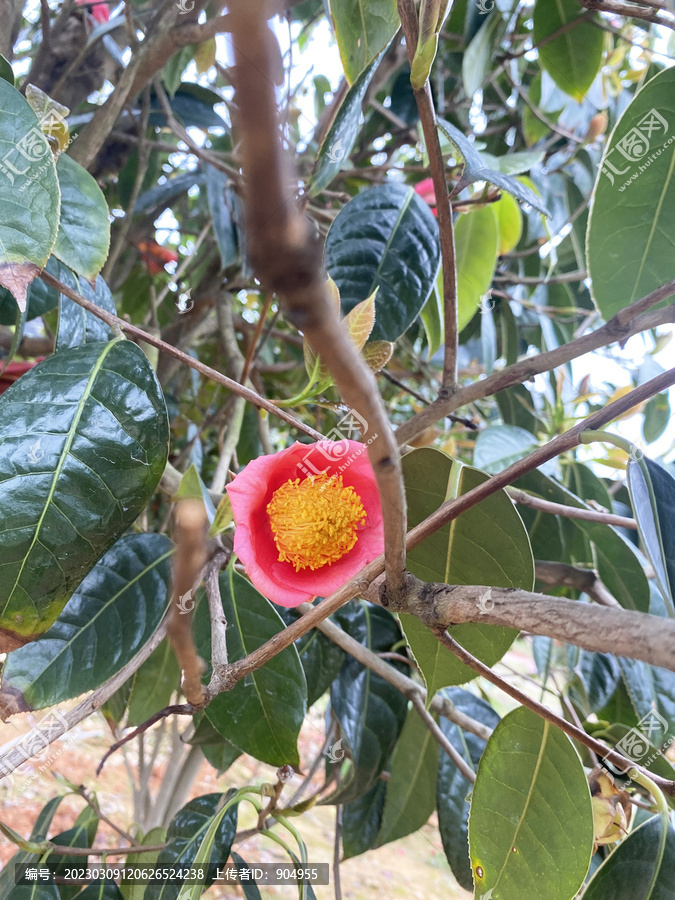 山茶花花心