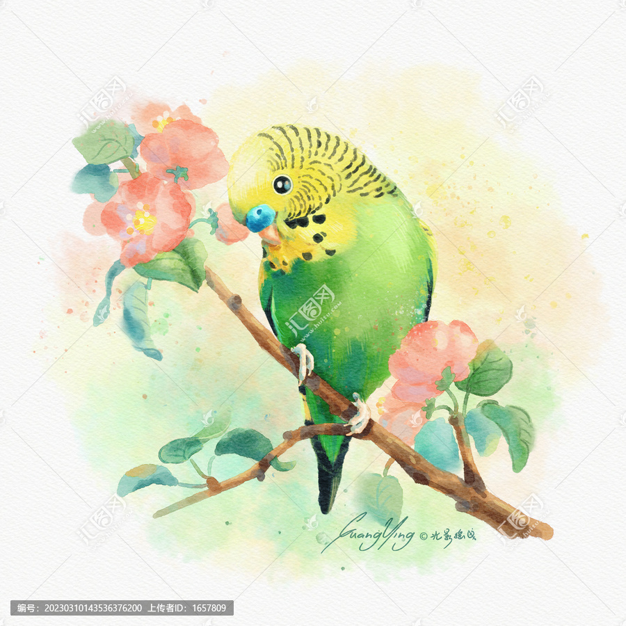 水彩嬌鳳