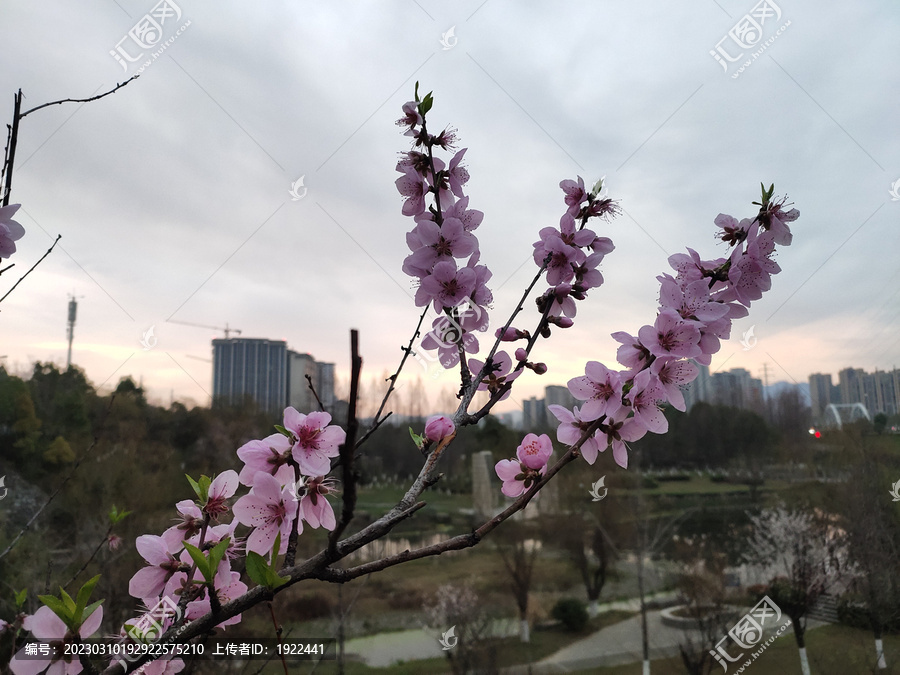 一枝桃花