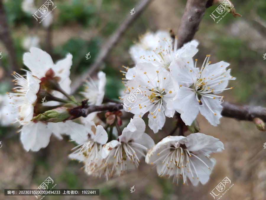 李花特写